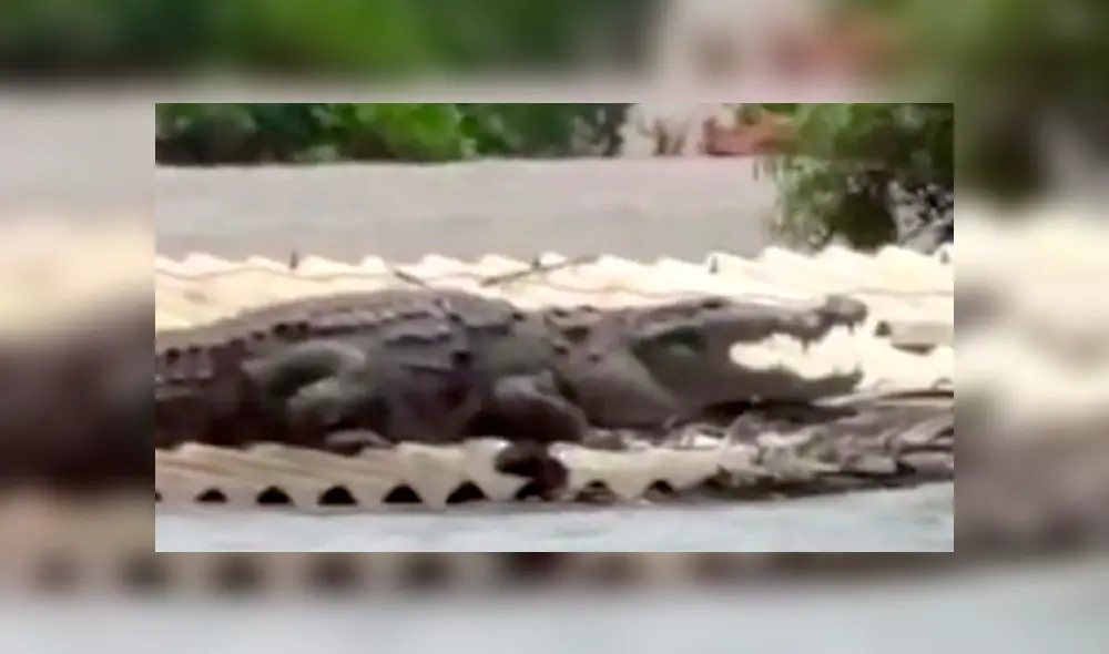 Video se viralizó en YouTube. Un hombre quedó aterrado, luego de ver a un enorme depredador recostado en el techo de su casa durante una terrible inundación. Video se viralizó en YouTube. Un hombre quedó aterrado, luego de ver a un enorme depredador recostado en el techo de su casa durante una terrible inundación.