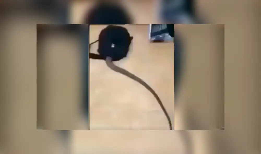 Facebook viral: graban a enorme criatura venenosa ingresando a la mochila de estudiante [VIDEO]