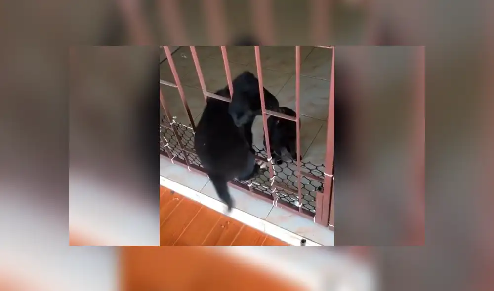 Facebook viral: travieso perro intenta cruzar reja y gato hace esto por ayudarlo [VIDEO]