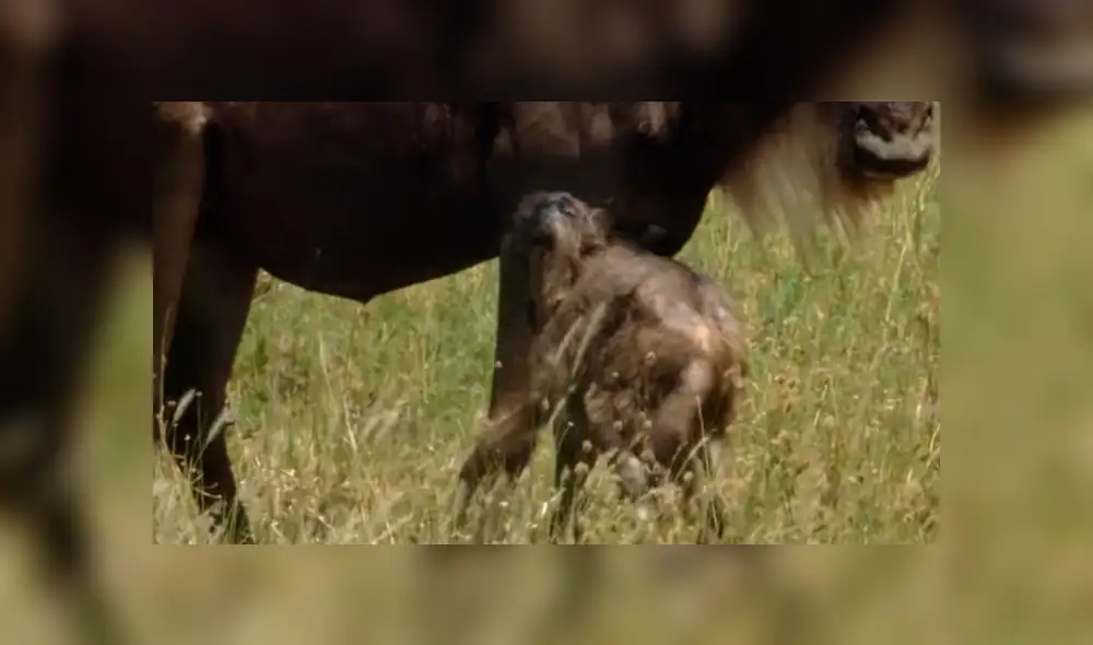 YouTube viral: feroz hiena ataca a cría de 'ñu' y desenlace sorprende al mundo [VIDEO]