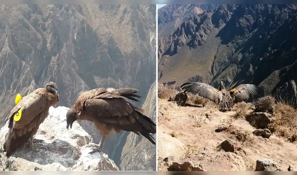 Cóndor fue liberado el año pasado, tras recibir rehabilitación. Cóndor fue liberado el año pasado, tras recibir rehabilitación.