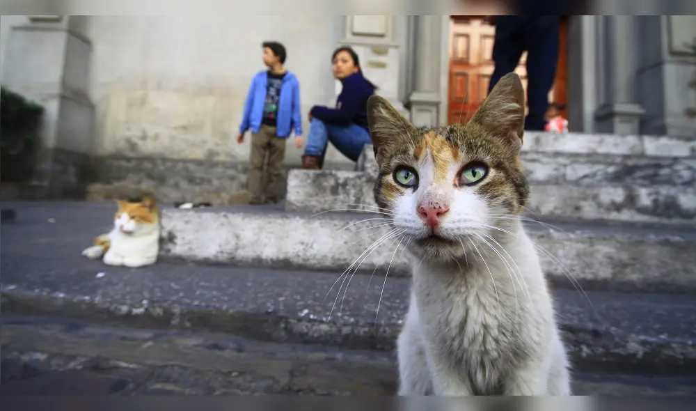 Leucemia felina: conoce más sobre esta contagiosa enfermedad