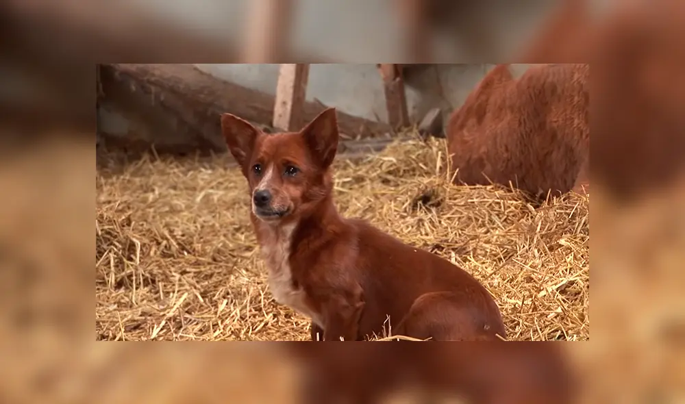 YouTube viral: perro llora de emoción al reencontrarse con vaca que lo cuidó desde bebé 