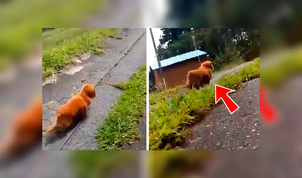 En Facebook, un chico paseaba con su perro y fingió desmayarse para ver la reacción de su mascota.