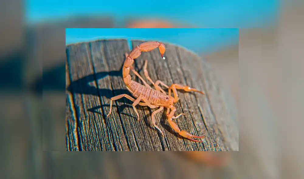 Pasajera de United Airlines fue picada por escorpión en pleno vuelo Pasajera de United Airlines fue picada por escorpión en pleno vuelo