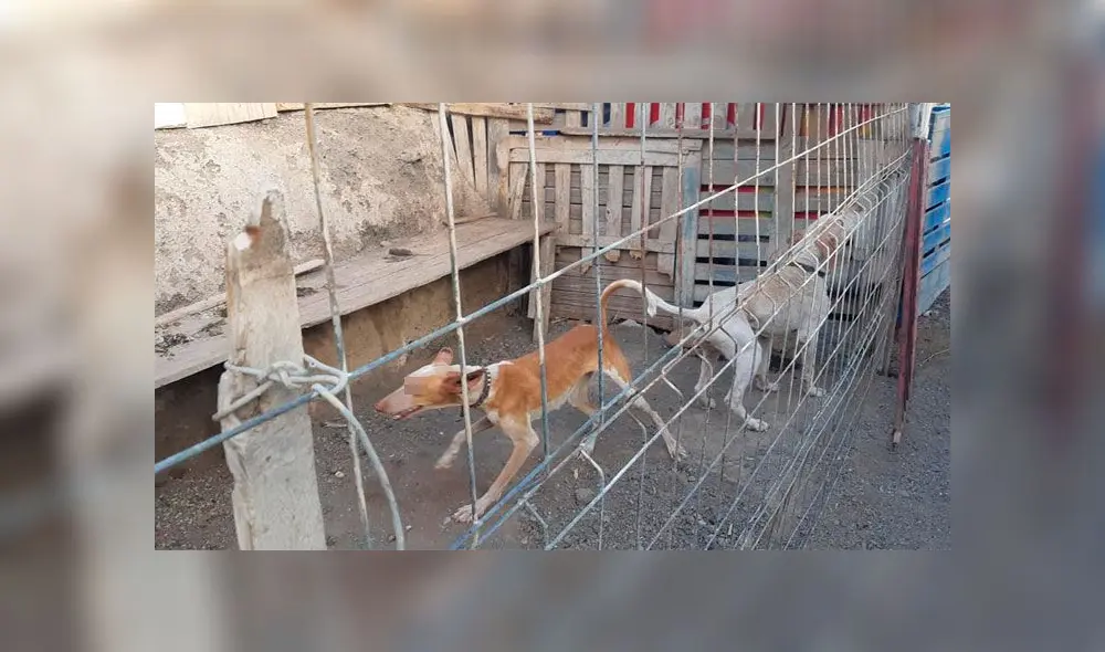 Perros son abandonados en una cueva sin comida y llenos de garrapatas [FOTOS]