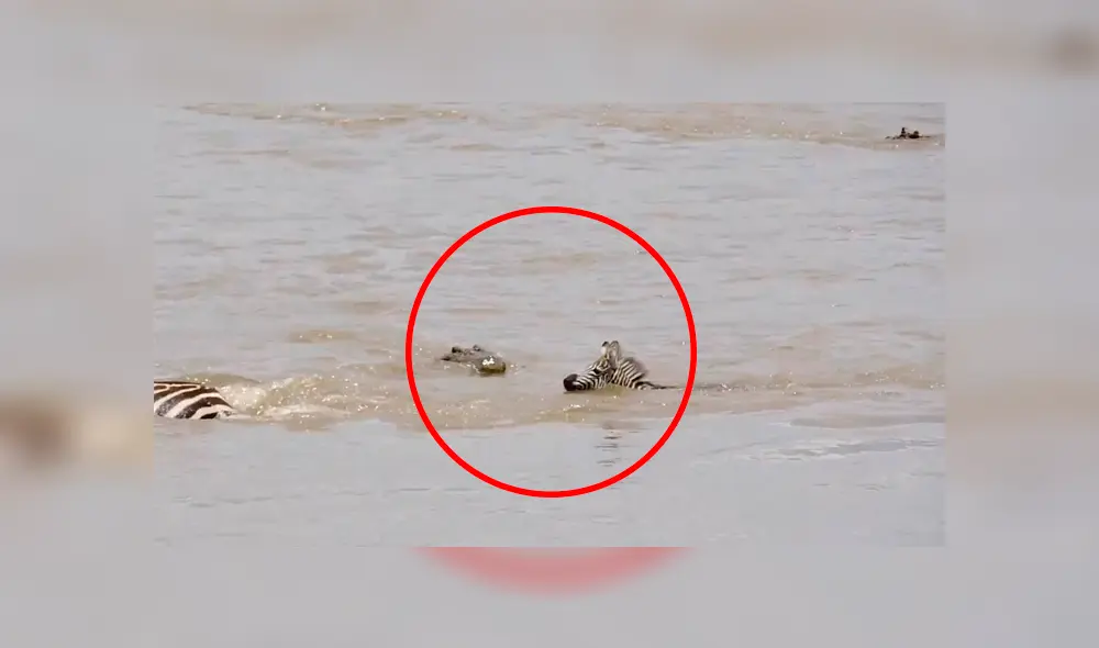 Desliza las imágenes hacia la izquierda para conocer el trágico final que tuvo una cebra al toparse con un feroz reptil. Foto: Caters Clips. Desliza las imágenes hacia la izquierda para conocer el trágico final que tuvo una cebra al toparse con un feroz reptil. Foto: Caters Clips.