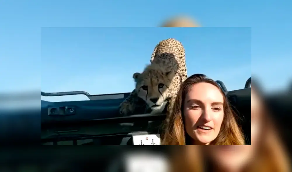 YouTube viral: mujer intenta tomarse ‘selfie’ con cheetah en safari, sin imaginar la reacción del felino