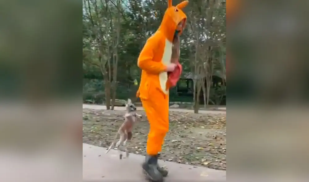Desliza las imágenes para descubrir la ingeniosa idea de una joven para que un pequeño canguro logre saltar. Foto: captura de TikTok