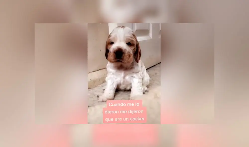 Desliza las imágenes para ver el drástico cambio que experimentó este presunto cachorro cocker spaniel. Foto: cristinayh/TikTok Desliza las imágenes para ver el drástico cambio que experimentó este presunto cachorro cocker spaniel. Foto: cristinayh/TikTok