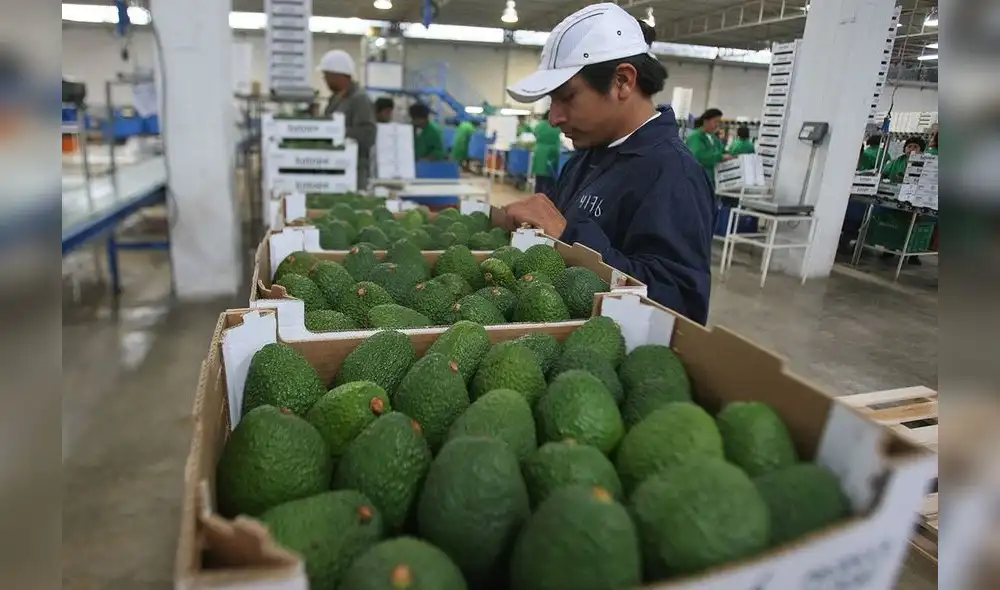 El sector Agricultura fue el segundo generador de divisas en el 2017