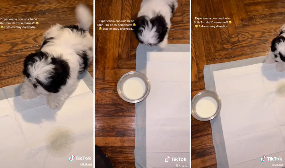 La perrita logró que su amo entendiera sus requerimientos al momento de comer. Foto: composición LR/captura de TikTok/@Kitaid