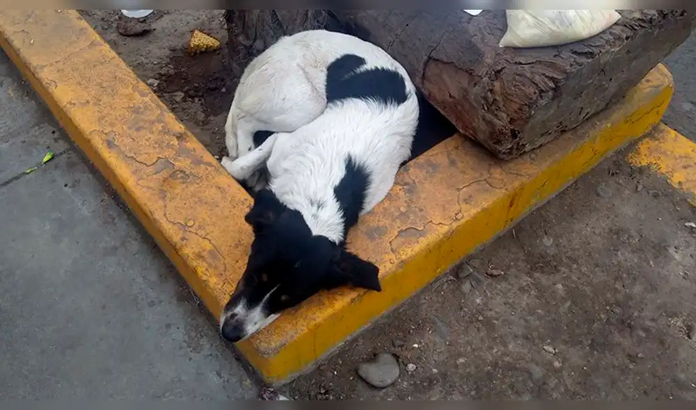 Facebook: perro callejero pide ir al veterinario con un triste cartel [FOTOS]