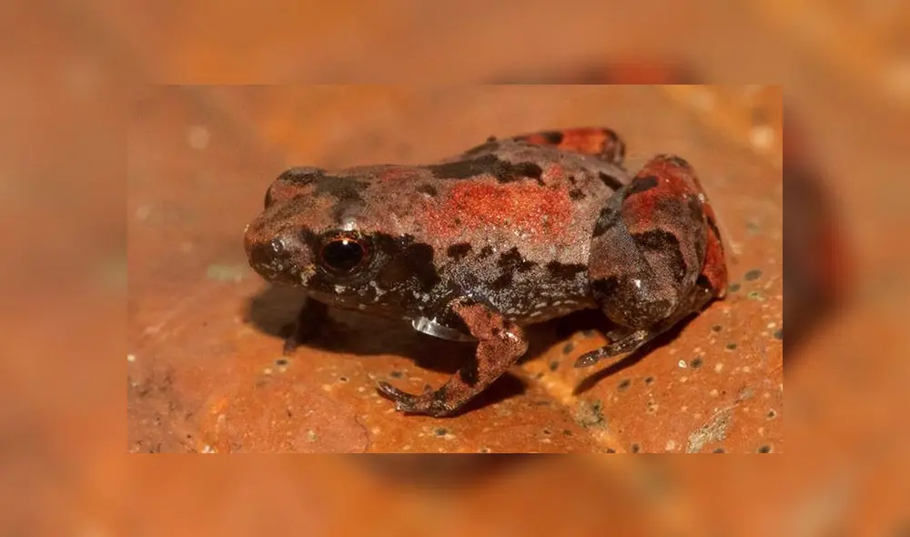 Rana tiene características morfológicas muy parecidas género Psychrophrynella, pero aún debe investigarse si tienen relación. (Foto: Conservación Amazónica) Rana tiene características morfológicas muy parecidas género Psychrophrynella, pero aún debe investigarse si tienen relación. (Foto: Conservación Amazónica)