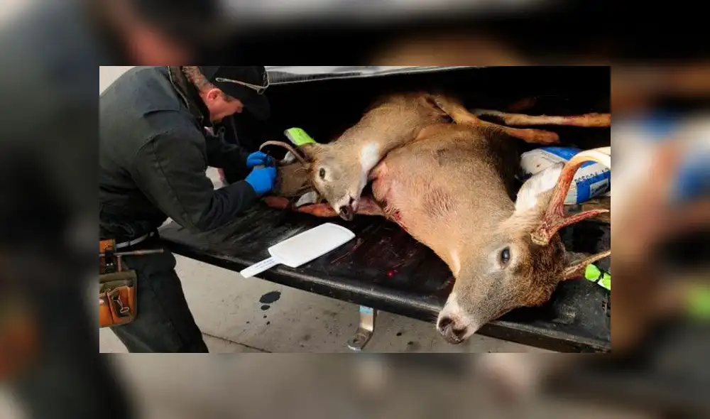 El "mal del ciervo" alerta a los cazadores. Foto: Scott Takushi. El "mal del ciervo" alerta a los cazadores. Foto: Scott Takushi.