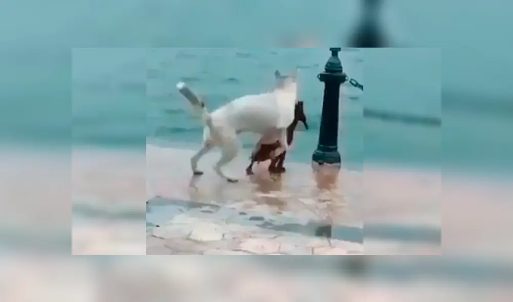 En Facebook, un perro callejero cayó a un caudaloso río y se salvó de milagro gracias a su compañero. En Facebook, un perro callejero cayó a un caudaloso río y se salvó de milagro gracias a su compañero.