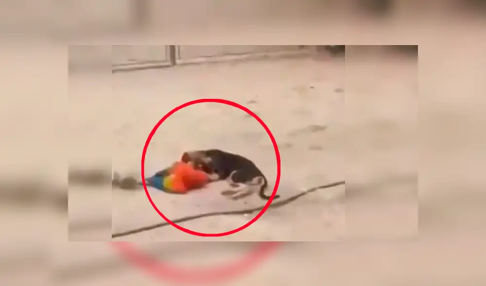 Facebook viral: Perro y loro son pillados en tierna escena de amor y miles se conmueven [VIDEO]