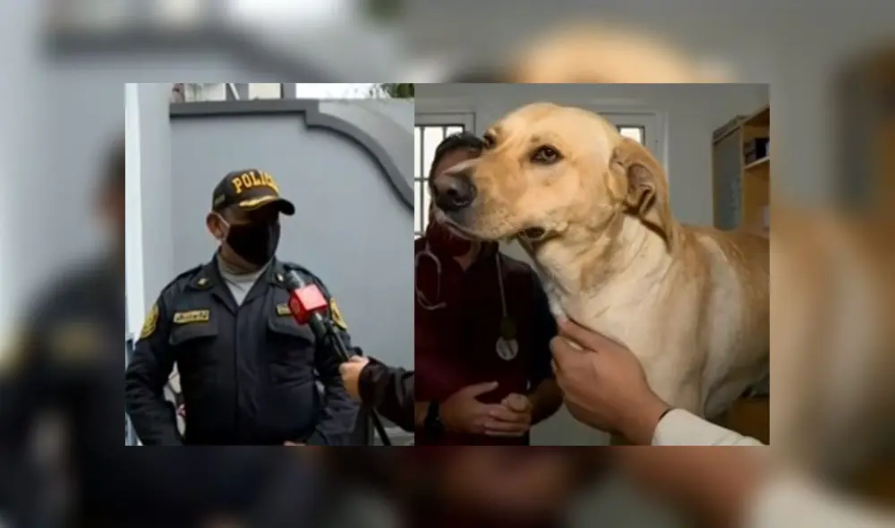 El capitán David Romero explicó que el perrito se extravió cuando intentó perseguir una ambulancia en la que iba uno de los miembros de la Unidad de Leopardos. (Foto: Capturas de video / Canal N
