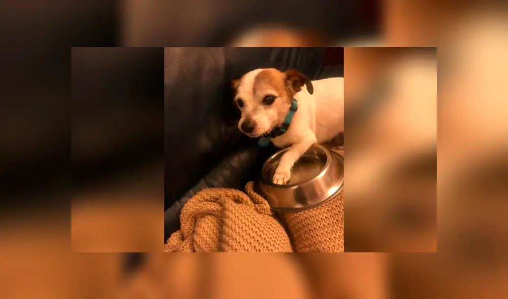 Desliza las imágenes hacia la izquierda para apreciar la tierna acción de un perro al no separarse de su plato. Foto: Animales Queridos.