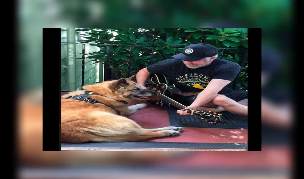 Facebook: "perro mariachi" sorprende al tocar la guitarra y se vuelve viral [VIDEO]
