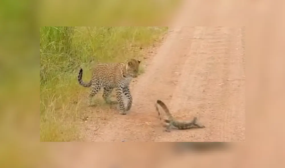 Un turista grabó en un video viral de Facebook la brutal pelea entre un feroz leopardo y una lagartija por el instinto de supervivencia de reino animal.