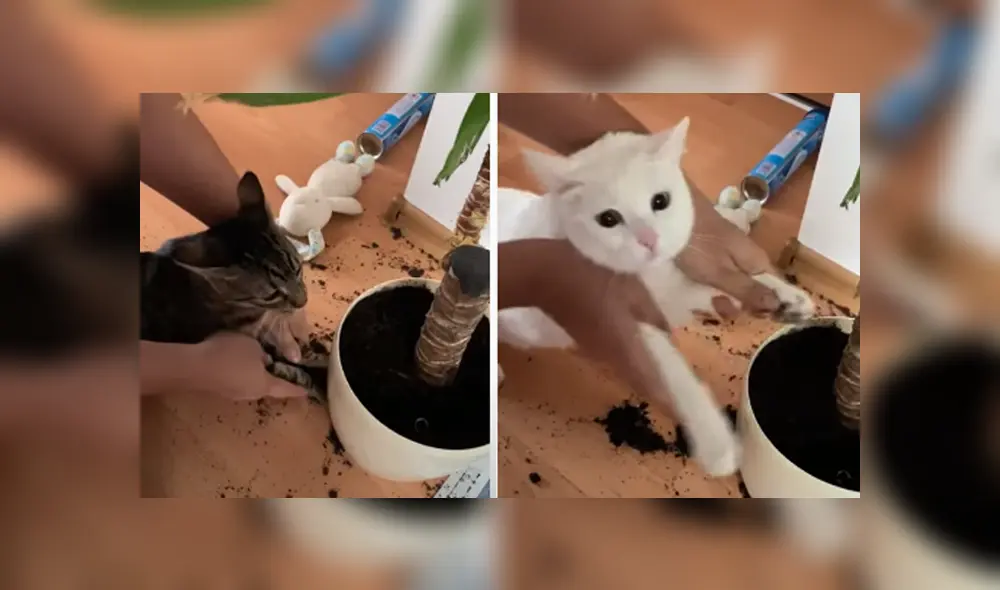 Desliza hacia la izquierda para ver las imágenes del viral de Facebook.