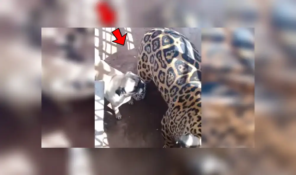 Facebook viral: terror por audaz perro que ingresa a jaula de jaguar enfurecido en México [VIDEO]