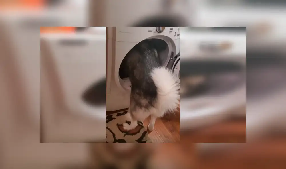 Desliza hacia la izquierda para ver la escena viral del perro que se volvió viral en Facebook. Desliza hacia la izquierda para ver la escena viral del perro que se volvió viral en Facebook.