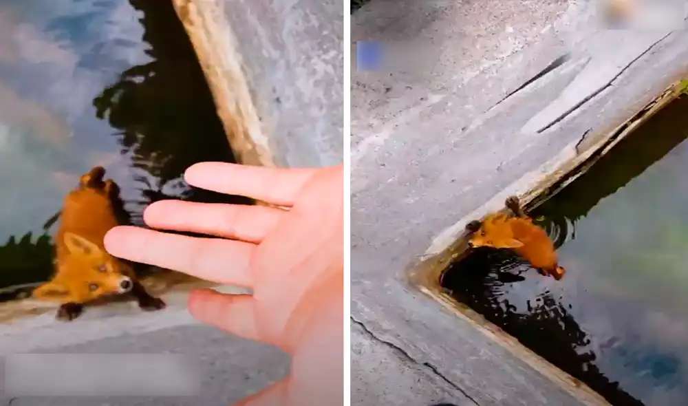 El video viral publicado en YouTube ha conmovido a miles de usuarios en redes sociales. Foto: captura de YouTube