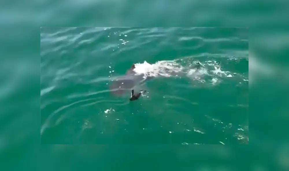 Desliza para ver los momentos más impactantes del video que se hizo viral en YouTube. Desliza para ver los momentos más impactantes del video que se hizo viral en YouTube.