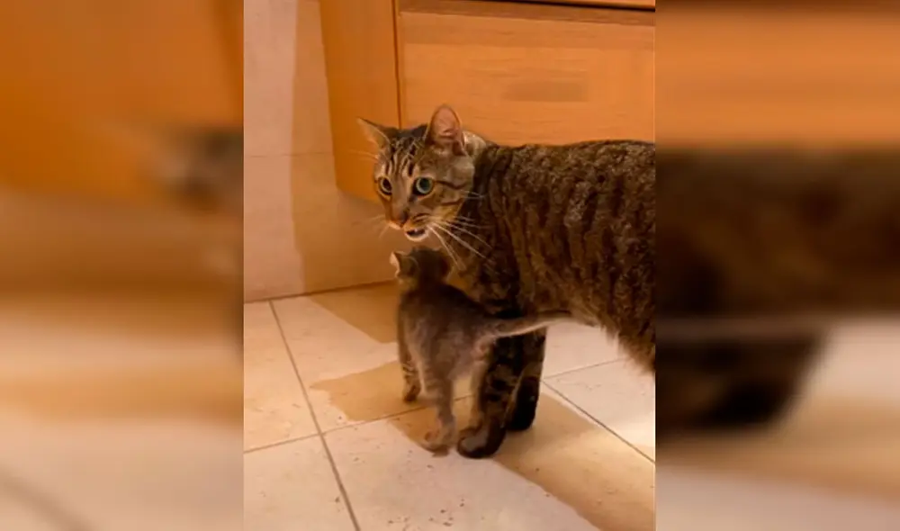 Desliza las imágenes para conocer la historia de un gato bebé que fue rescatado por una joven y consiguió un ‘nuevo amigo’. Foto: Captura de TikTok