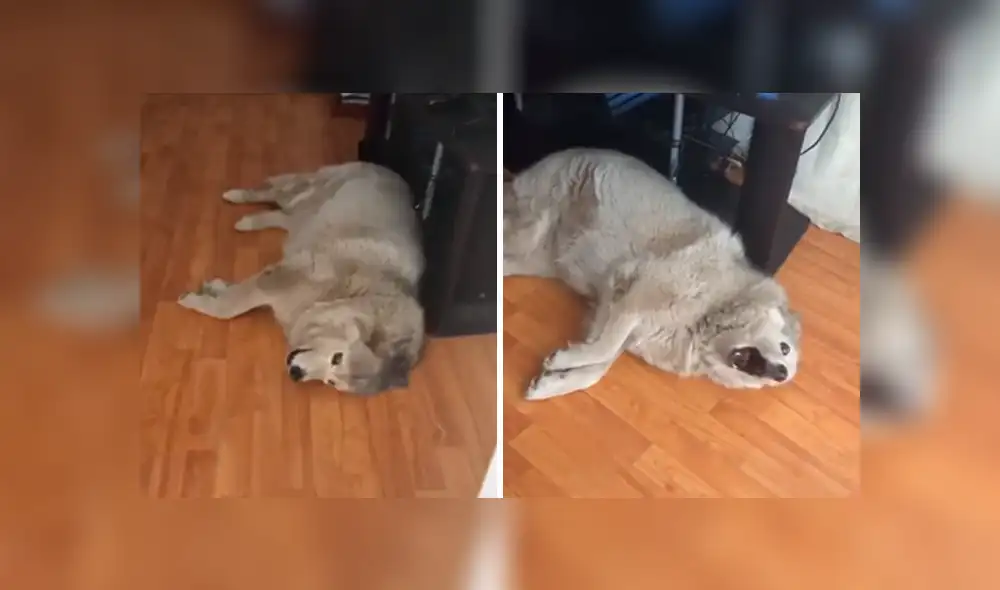 Desliza las imágenes para apreciar el singular comportamiento de un perro al ser reprendido por su dueña.