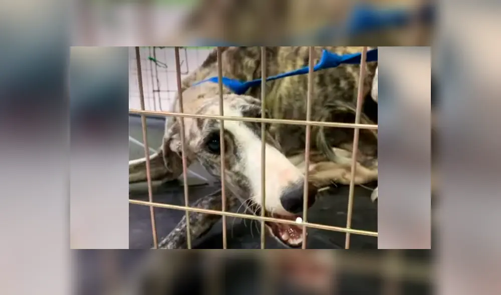 Desliza hacia la izquierda para ver la recuperación de un perro callejero que fue abandonado en deplorables condiciones. Estas imágenes se han viralizado en Facebook. Desliza hacia la izquierda para ver la recuperación de un perro callejero que fue abandonado en deplorables condiciones. Estas imágenes se han viralizado en Facebook.