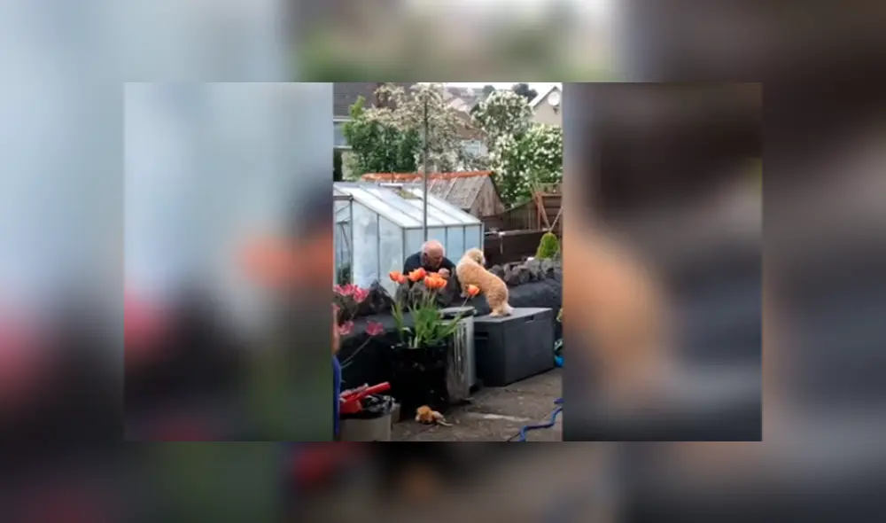 Desliza las imágenes para apreciar el amoroso momento entre un perro y su vecino durante la cuarentena.