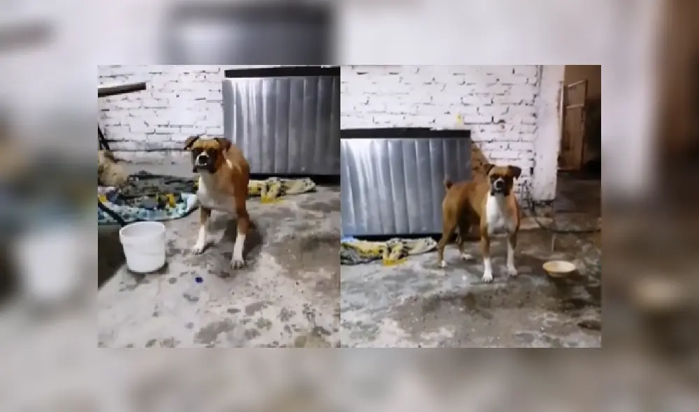 Desliza las imágenes para ver más detalles del divertido baile del perro que ya es viral en YouTube. Desliza las imágenes para ver más detalles del divertido baile del perro que ya es viral en YouTube.