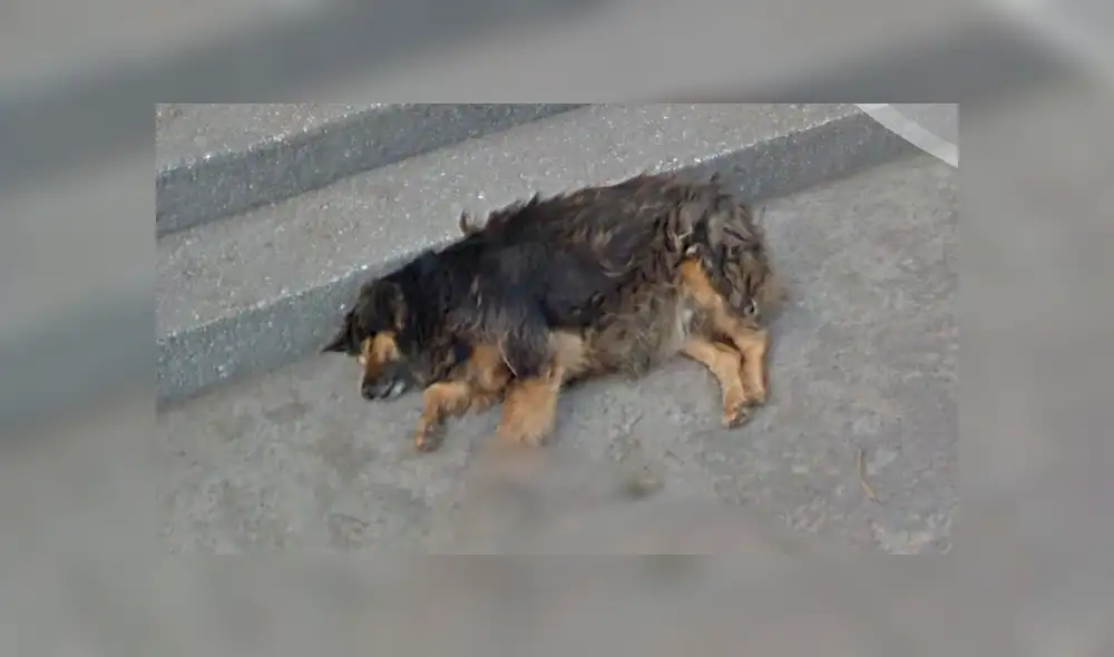 Google Maps: captan a la querida mascota 'Perrovaca' en su lugar favorito de la UNMSM [FOTOS]