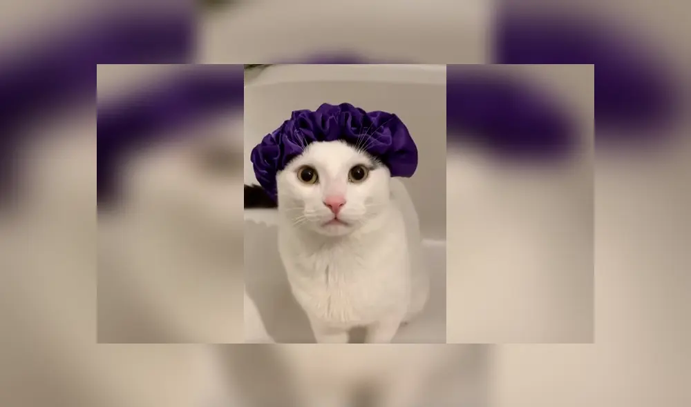 Desliza las imágenes hacia la izquierda para apreciar el inesperado comportamiento de un gato al ser bañado.