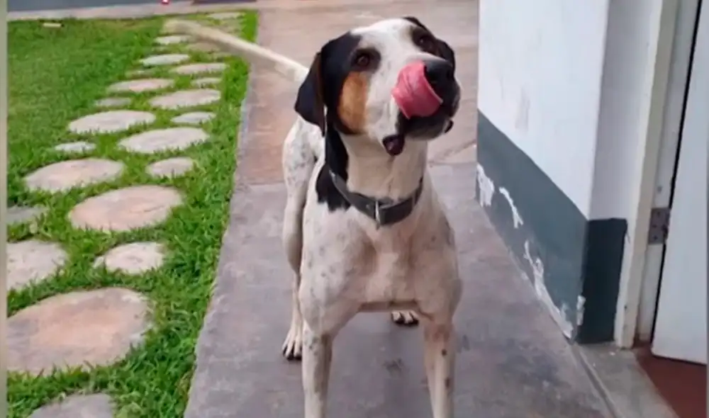 beto perro smp beto perro smp