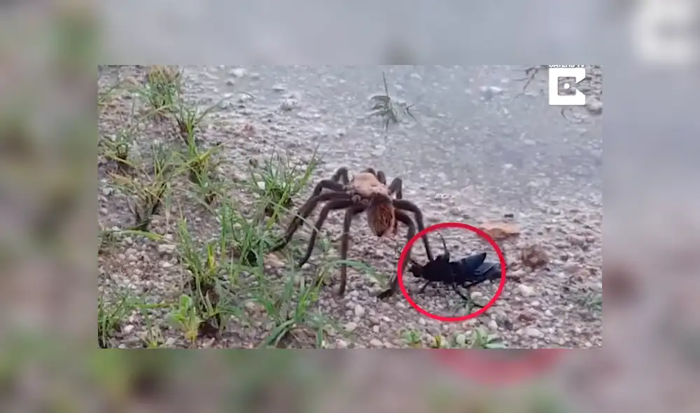 YouTube: pelea a muerte entre avispa y una tarántula tuvo un inesperado ganador [VIDEO]  