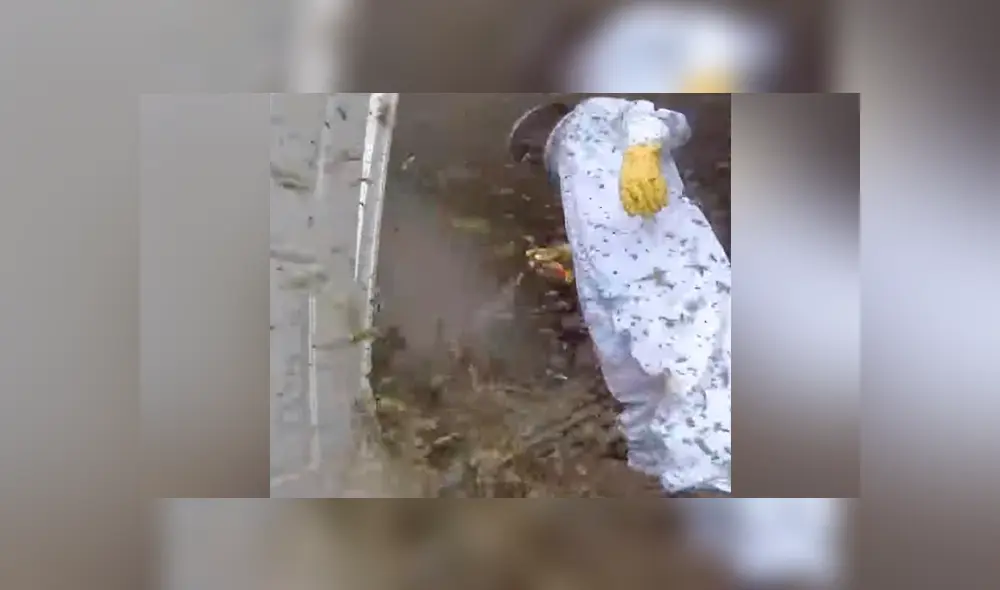 Video se viralizó en YouTube. Un apicultor vivió una completa pesadilla al remover un terrorífico nido de avispones que se habían instalado en una casa abandonada. Video se viralizó en YouTube. Un apicultor vivió una completa pesadilla al remover un terrorífico nido de avispones que se habían instalado en una casa abandonada.