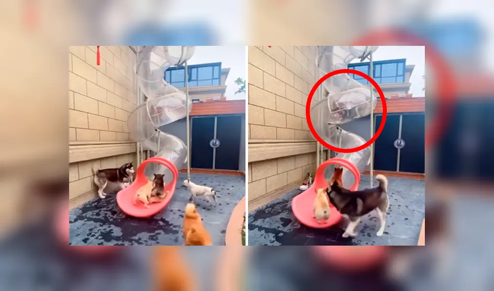 Desliza las imágenes hacia la izquierda para observar la creativa construcción de un joven para sus perros.