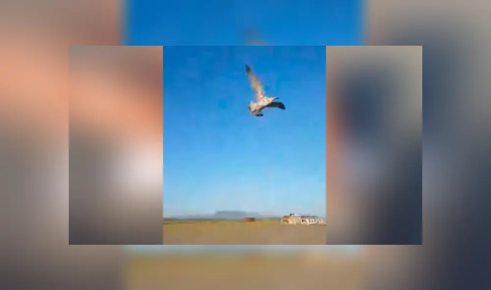 Un video viral muestra cómo un grupo de bañistas hicieron hasta lo imposible para salvar la vida de un ave.