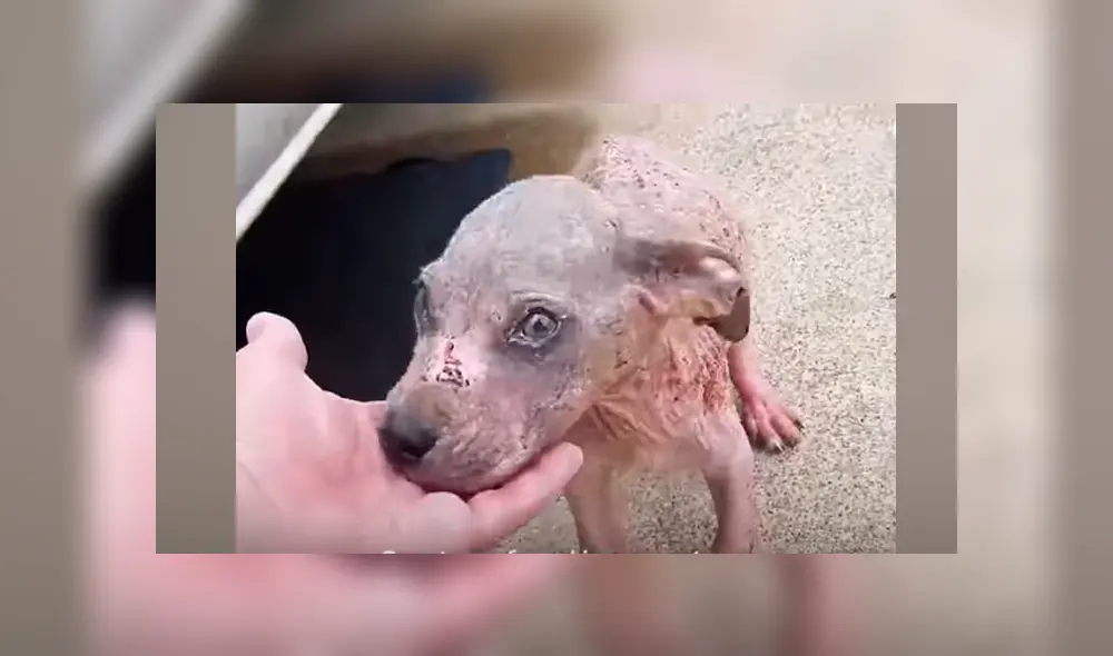Desliza hacia la izquierda para ver el antes y después de un perro bebé que fue abandonado. Imágenes de Facebook.
