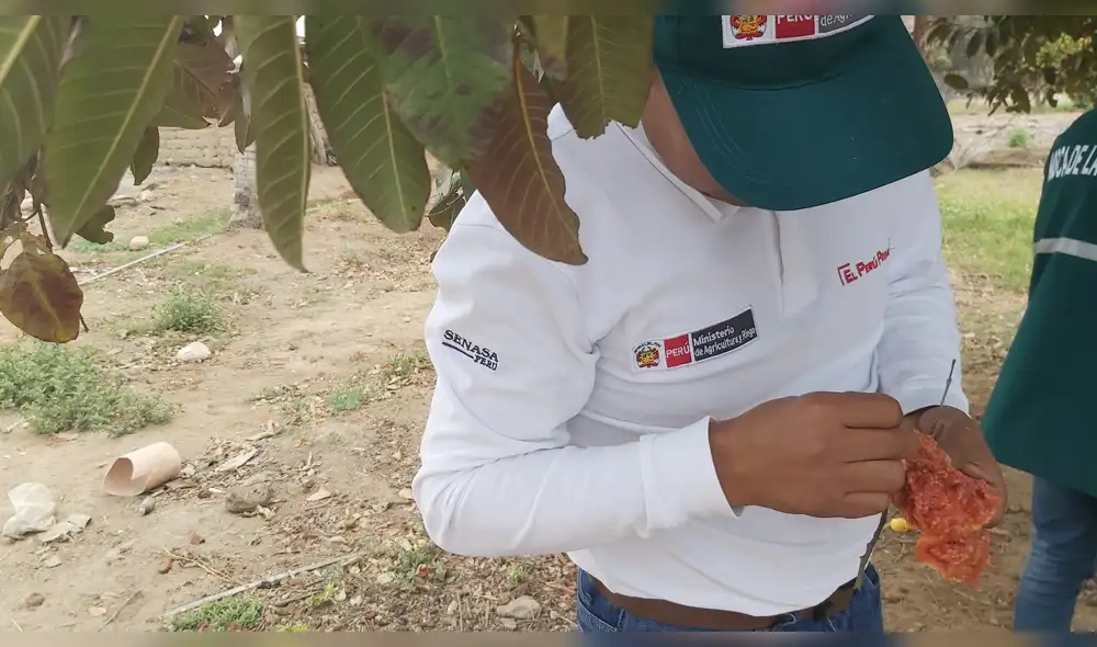 Mosca de la Fruta en Lambayeque.