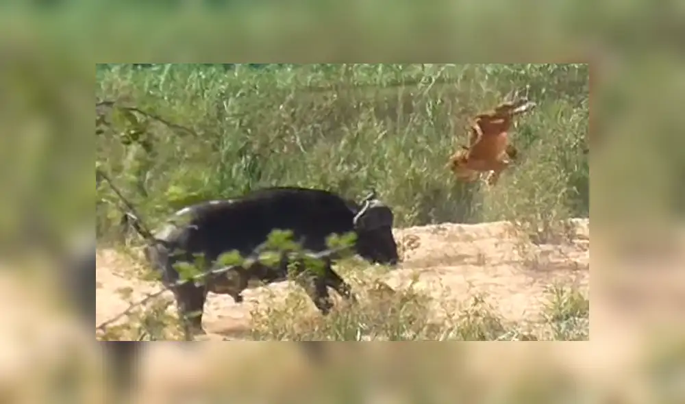 Feroz búfalo hace volar por los aires a hambriento león para rescatar a lagartija de ser devorada [VIDEO]