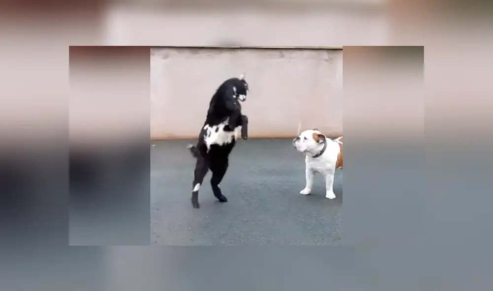 Facebook viral: Cabra bebé se arma de valor y se enfrenta a perro furioso, desenlace sorprende [VIDEO] 
