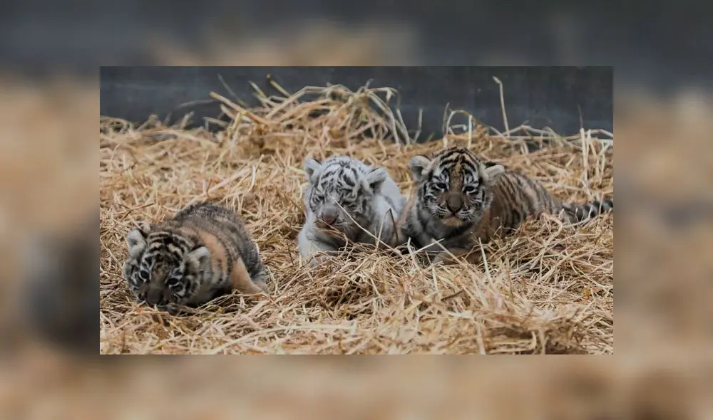 Tres tigresas de bengala nacieron en el Parque de las Leyendas [FOTOS]