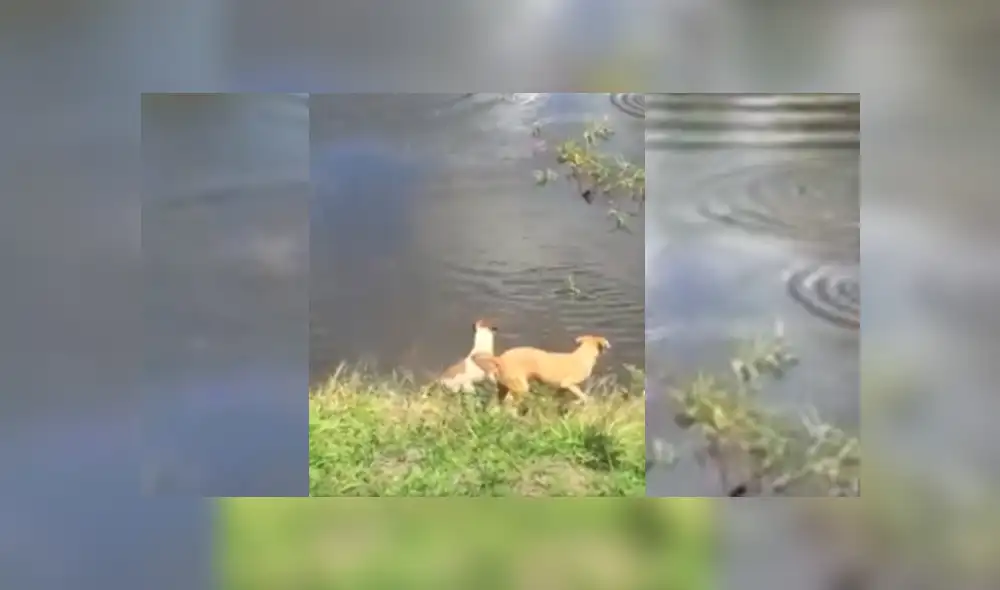 Desliza hacia la izquierda para ver más del video viral. Desliza hacia la izquierda para ver más del video viral.
