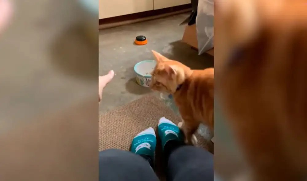 Desliza las imágenes para apreciar las habilidades de un gato al ‘hablar’ con sus dueños con ayuda de un aparato. Fotos: captura de YouTube