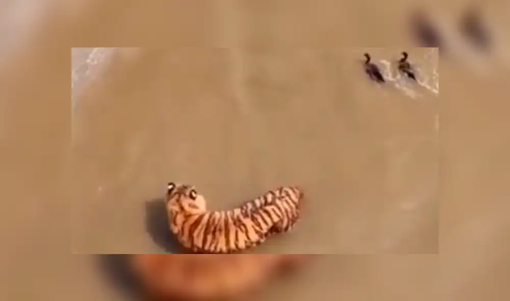 Facebook viral: Patos se burlan cruelmente de un feroz tigre, que entró a su hogar para devorarlos [VIDEO] 